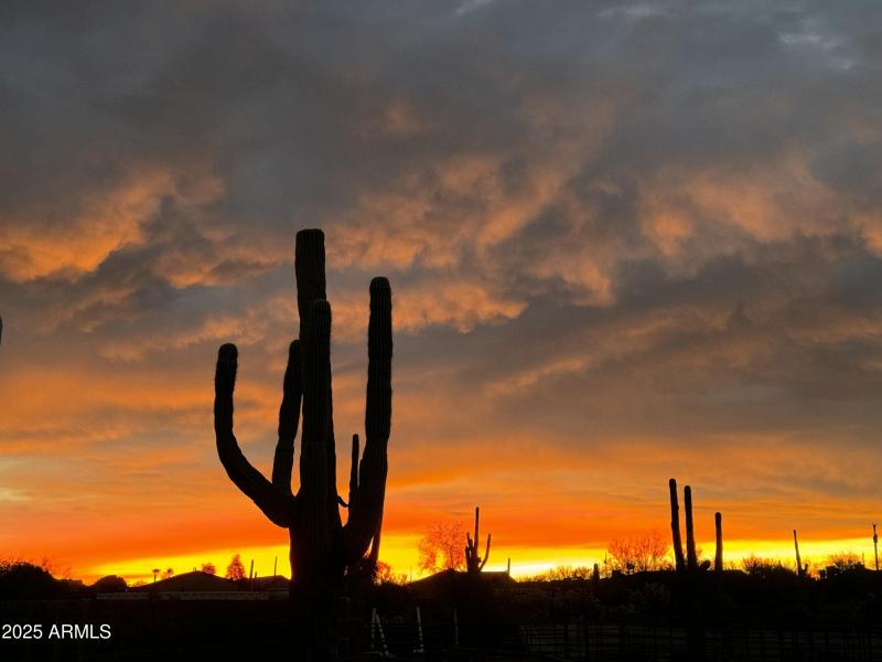 Amazing Saguaro Stands