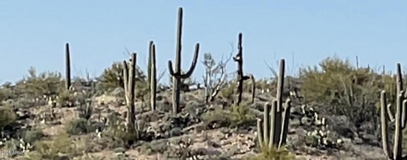 Mature Saguros