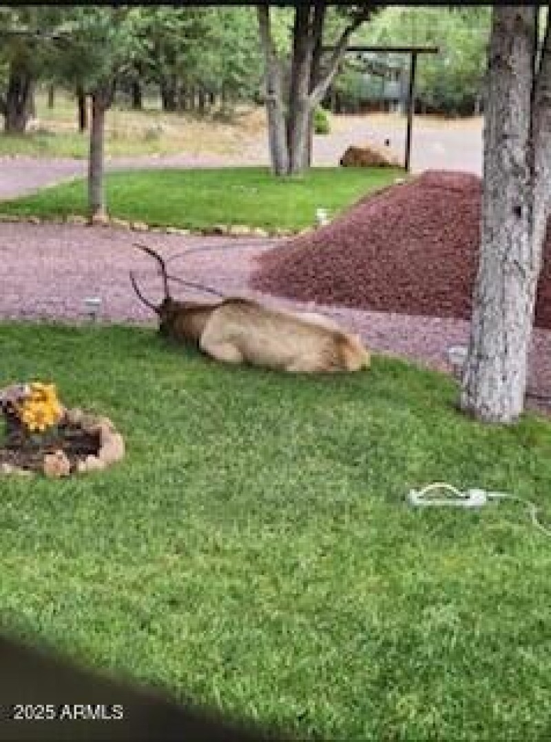wildlife bedding down in grass