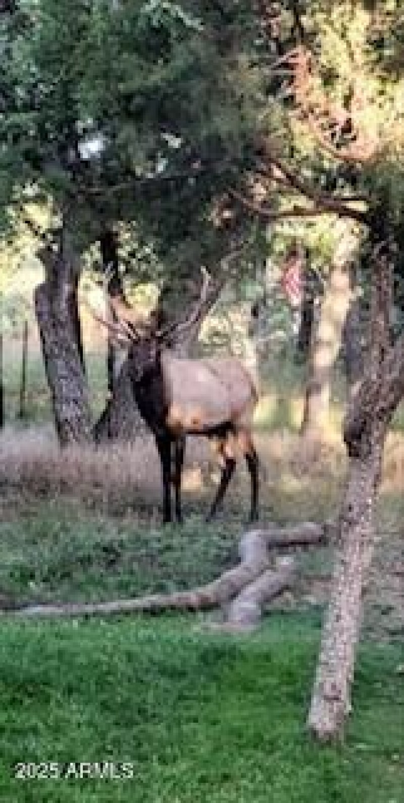 wildlife in yard