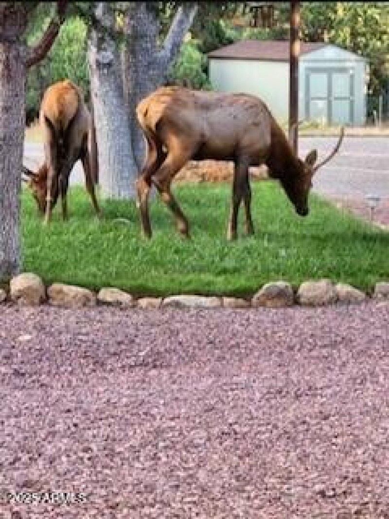 wildlife neighbors