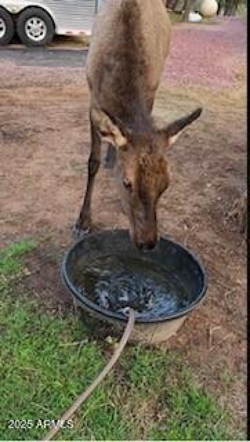 wildlife water