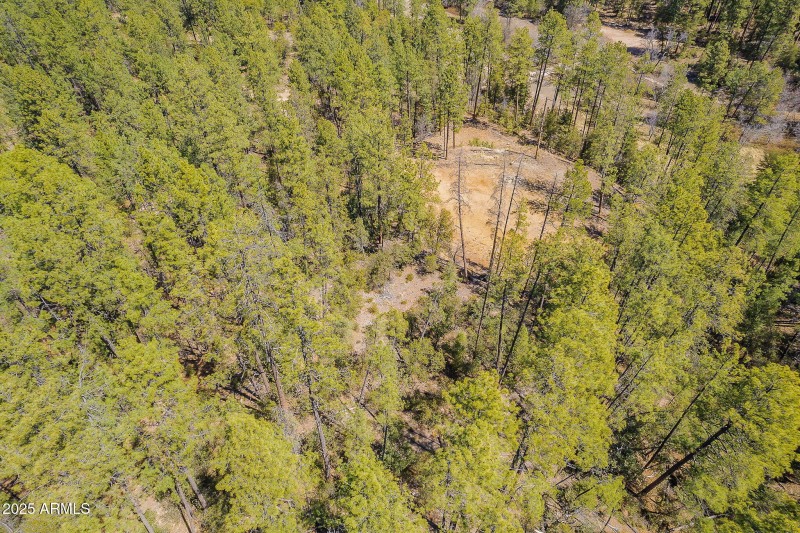 Tall pines