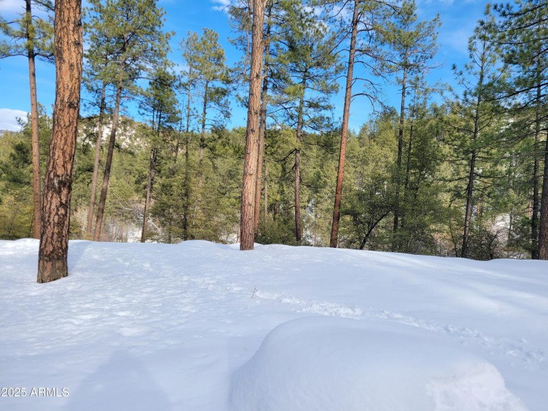 Snowy Winter