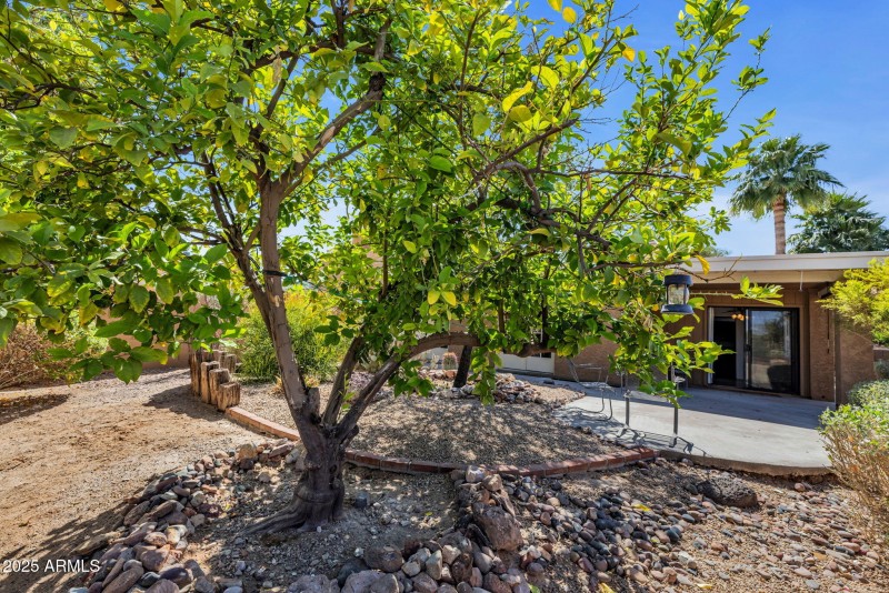 Big tree in backyard