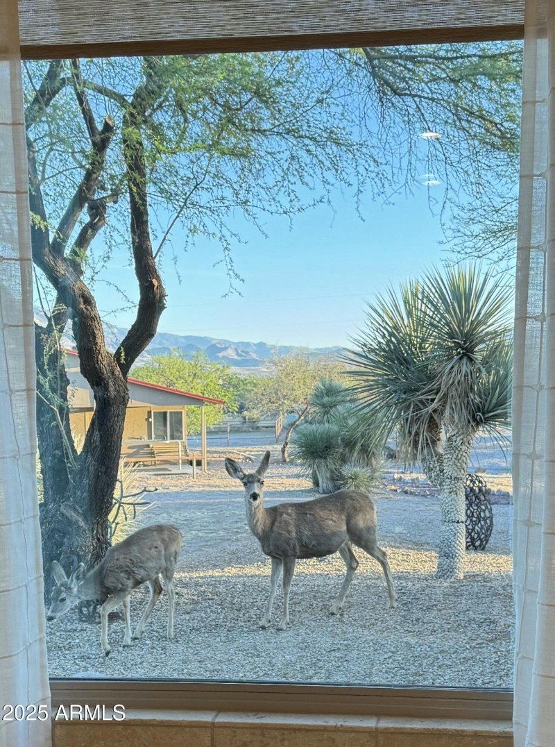 Deer