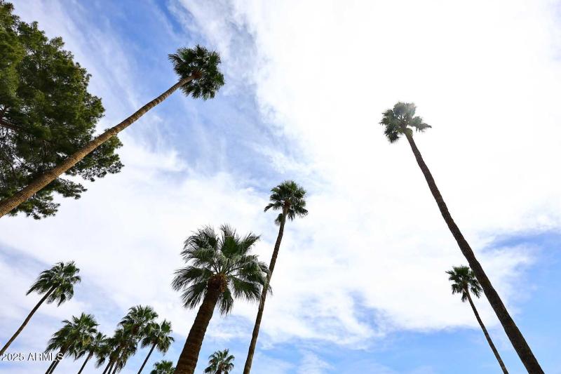 Palm Trees