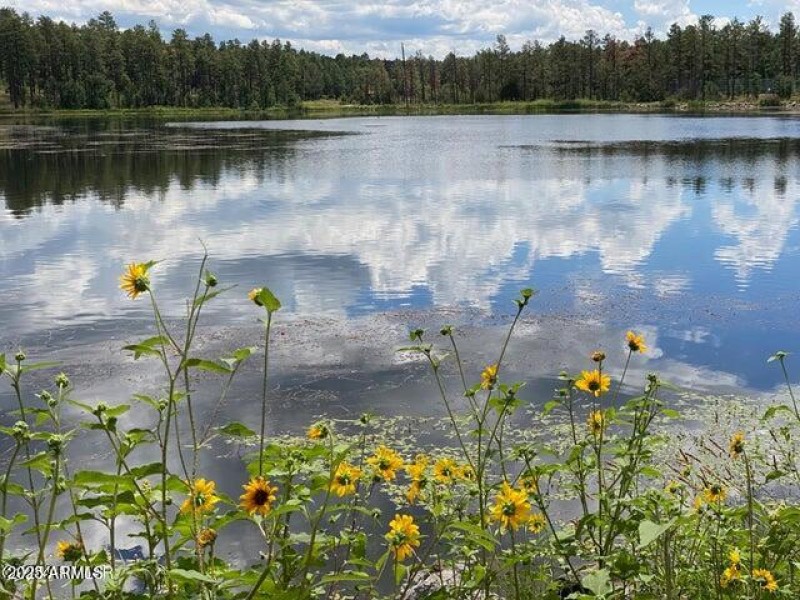 woodland lake