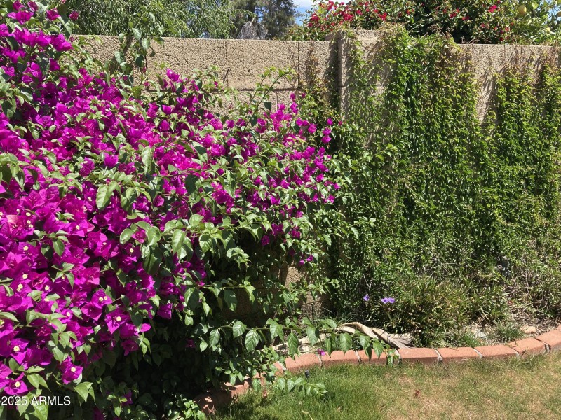 Back yard2