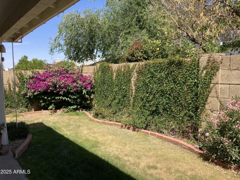 Back yard