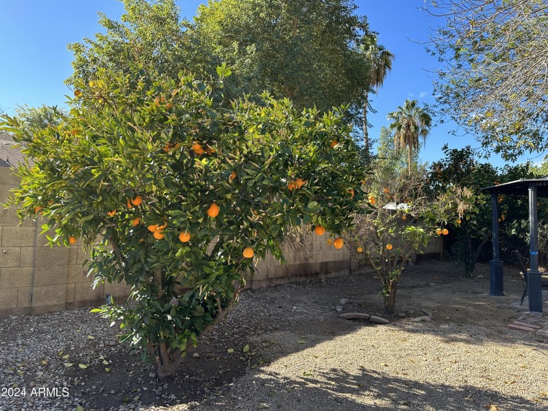 Fruit trees