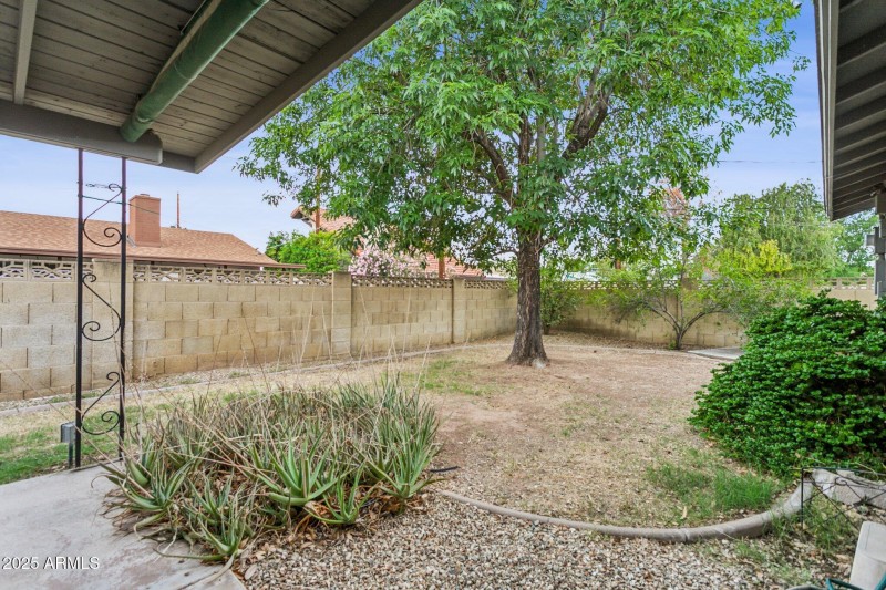 Backyard