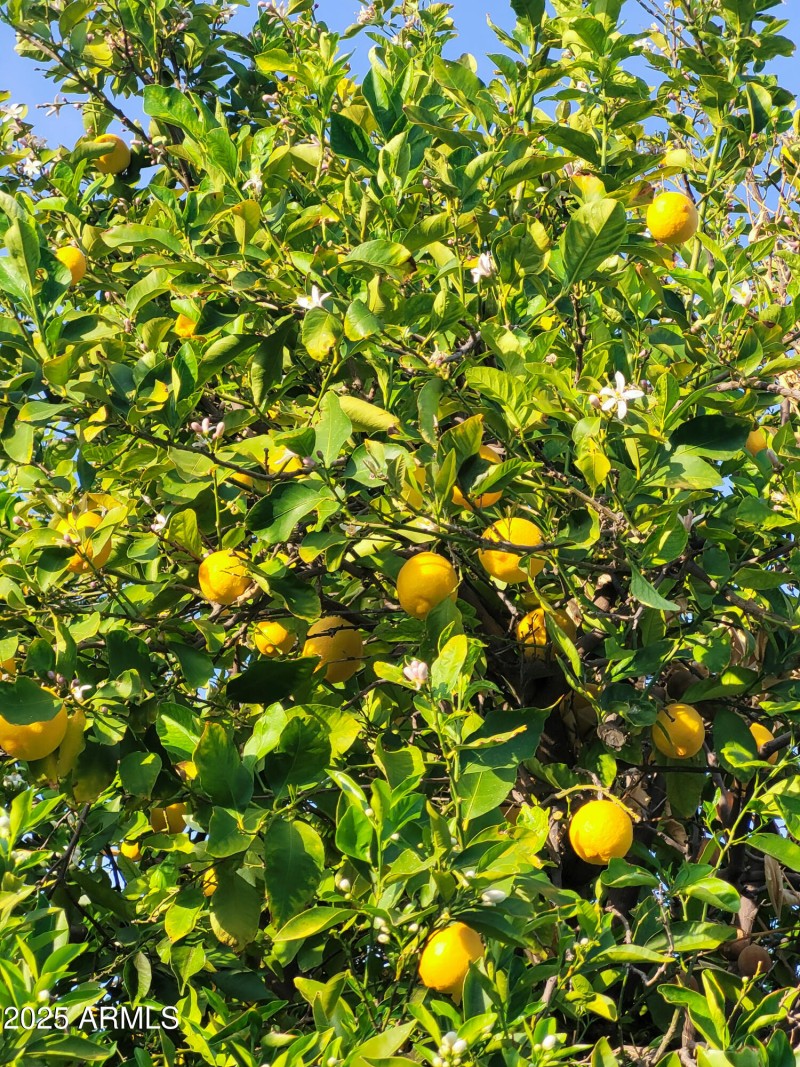 LEMONS