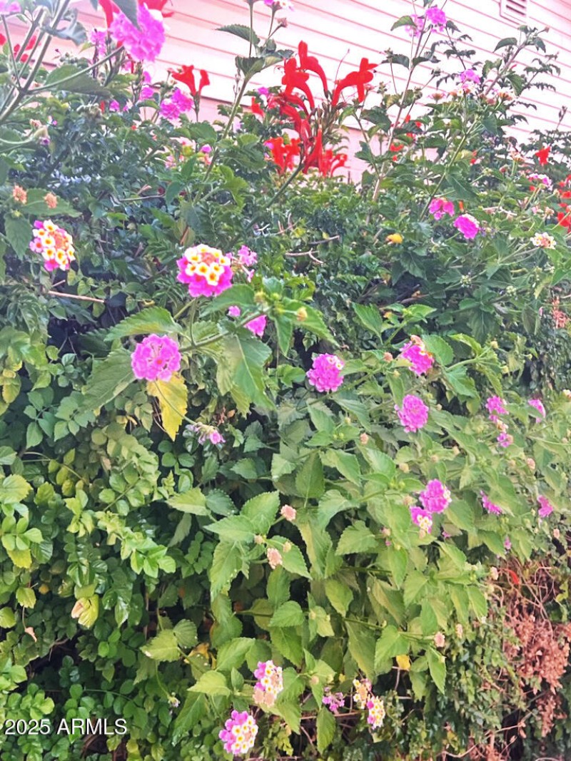 ROSES