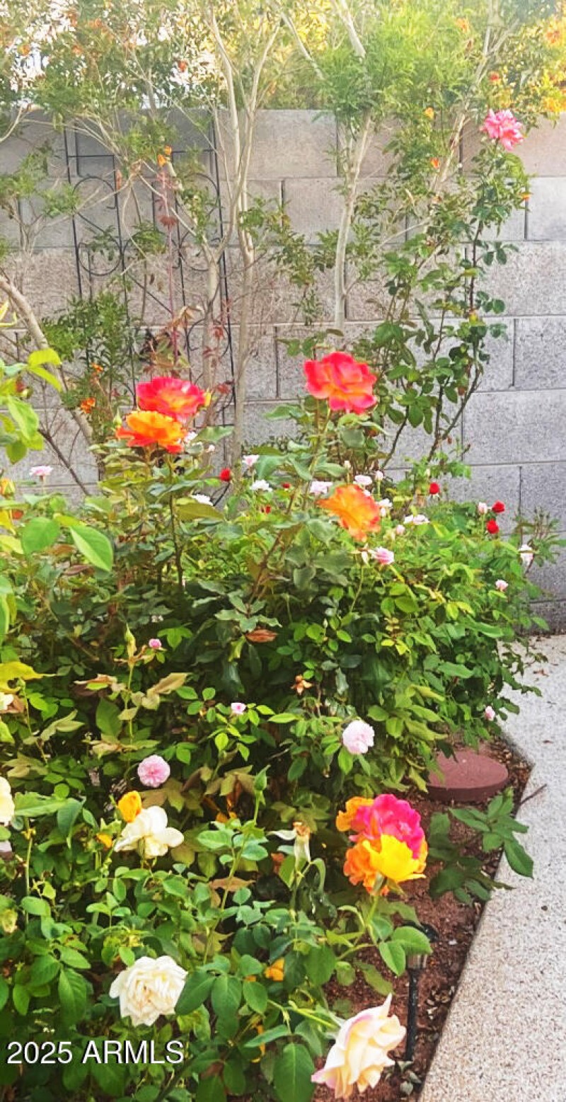 ROSES
