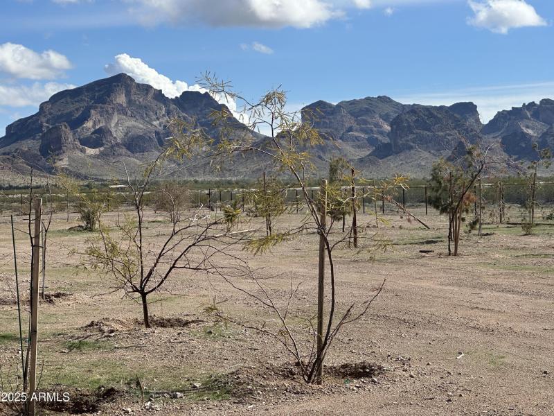 Trees_Mountain