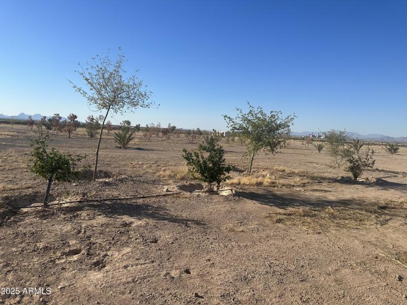 Trees