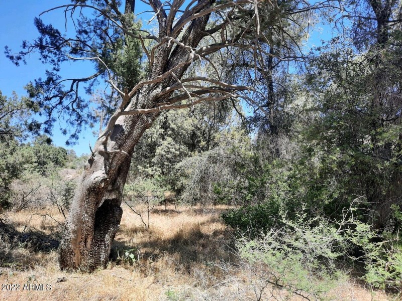 Juniper