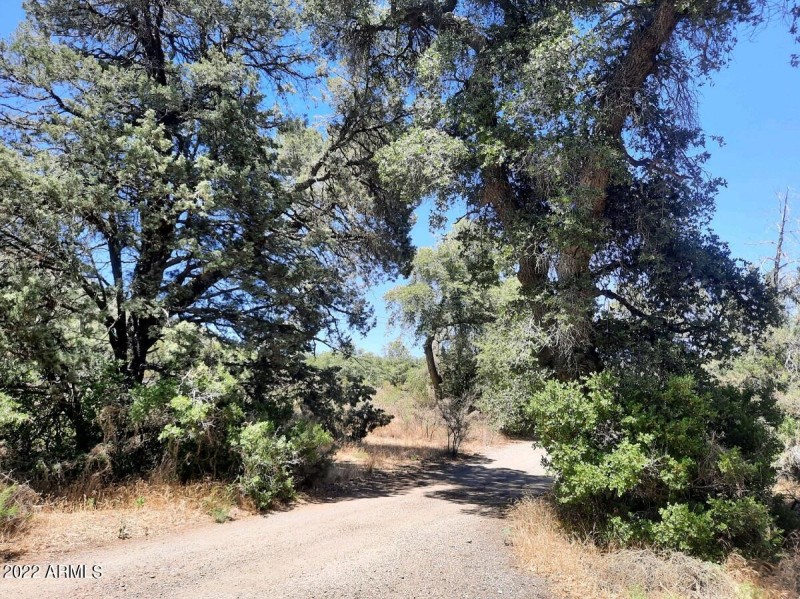 Old Oak Trees