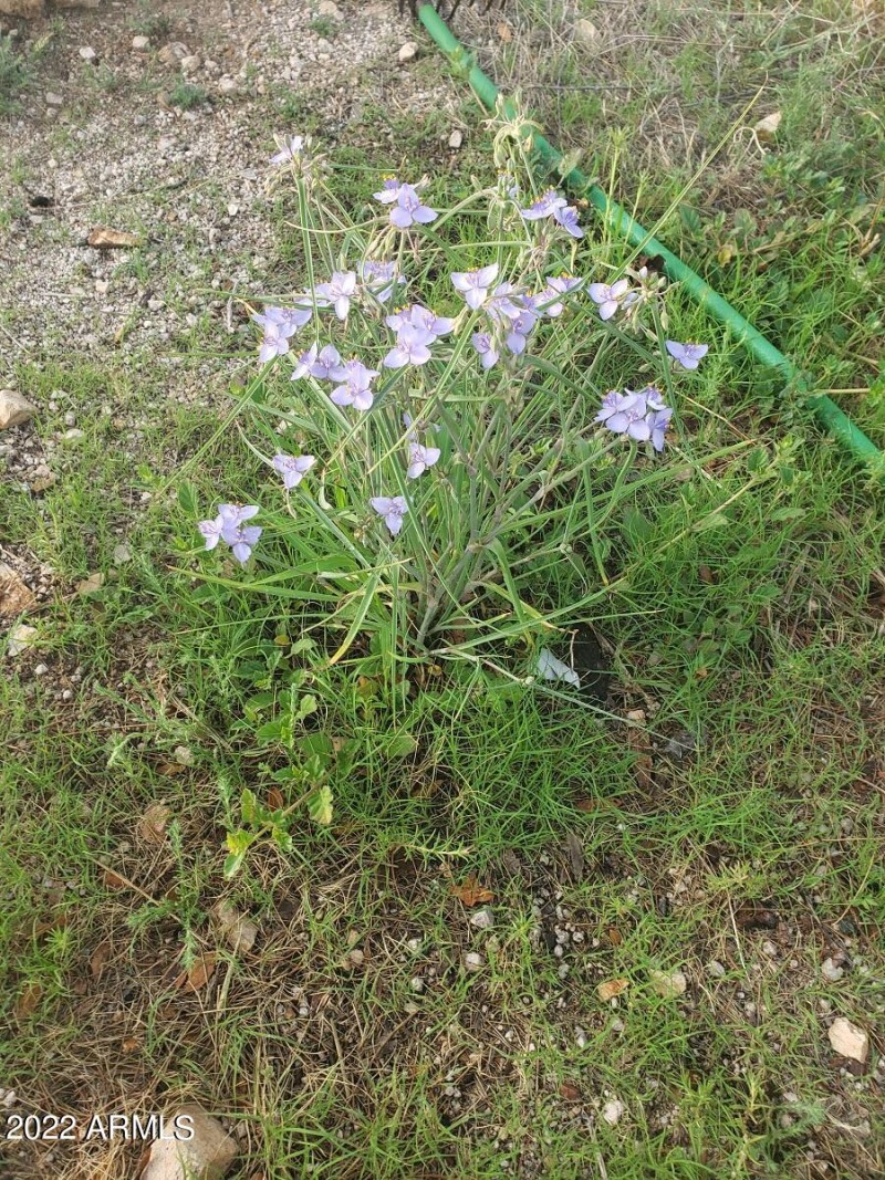 Local Flowers