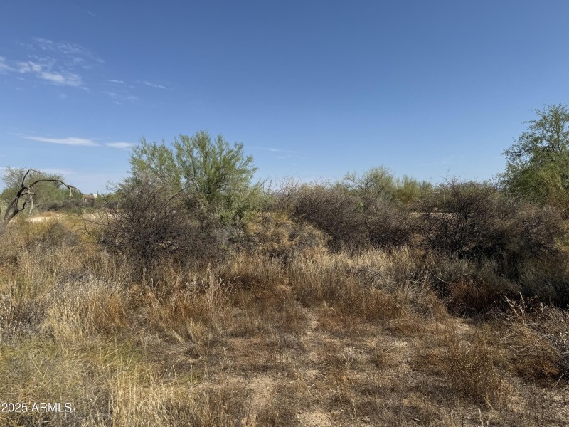 Lush Desert Vegetation