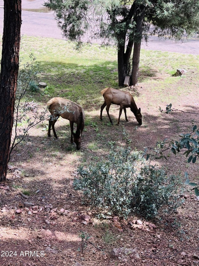 Elk in front yard