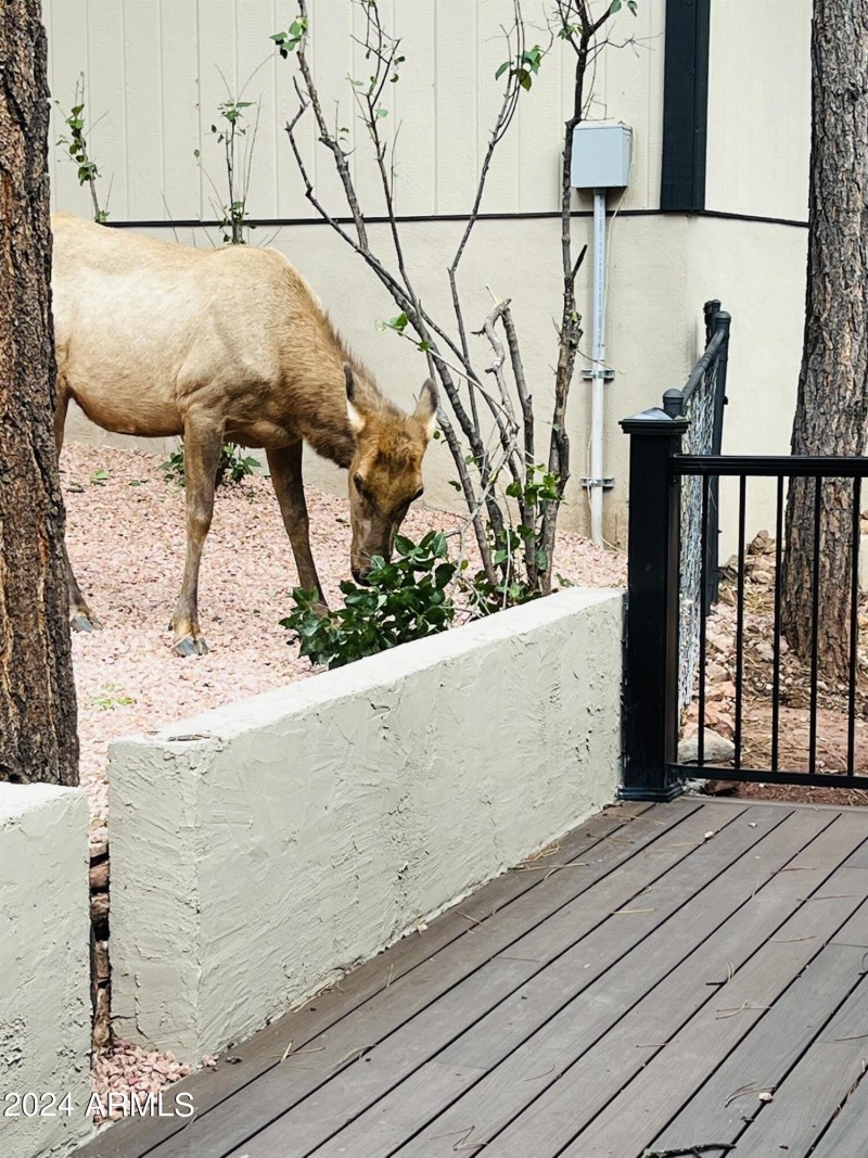 elk everwhere