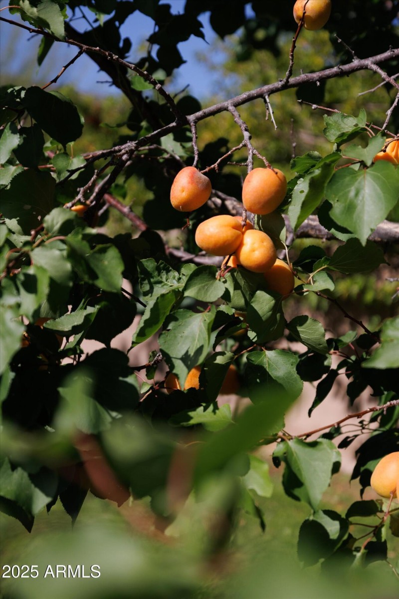 Apricots