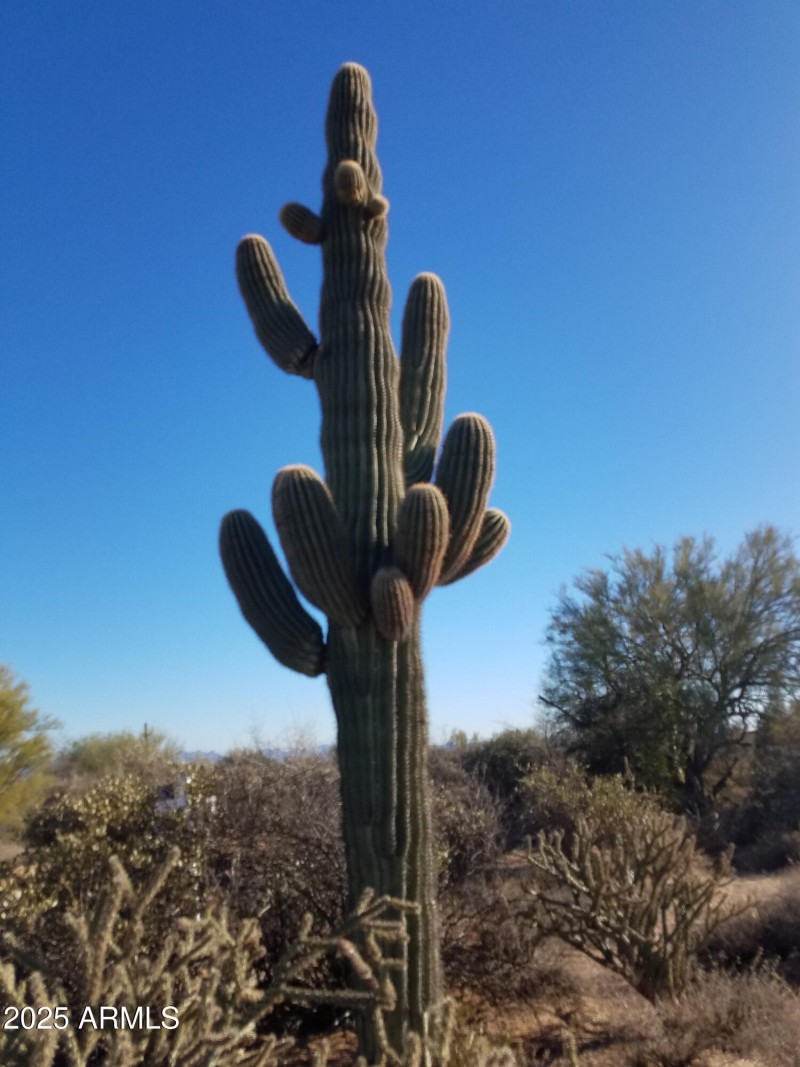 SAGUARO AT 162ND ST