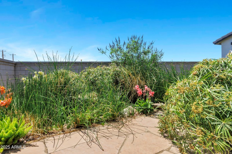 Backyard Oasis