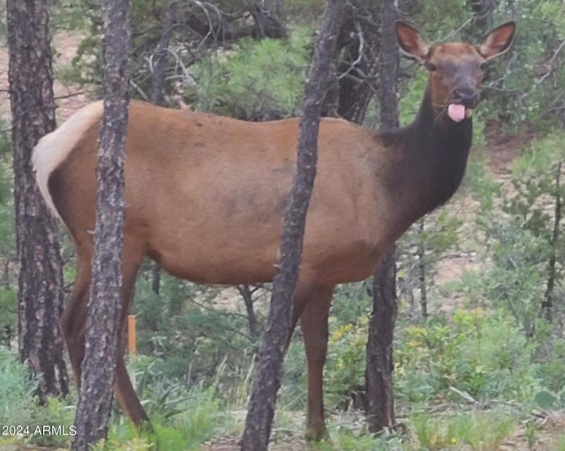 Elk