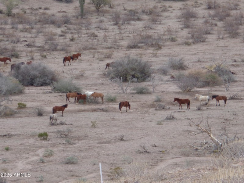Wild horses behind lot (1)