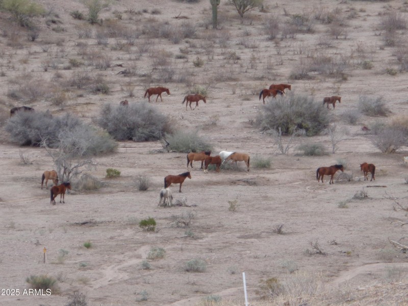Wild horses behind lot (2)