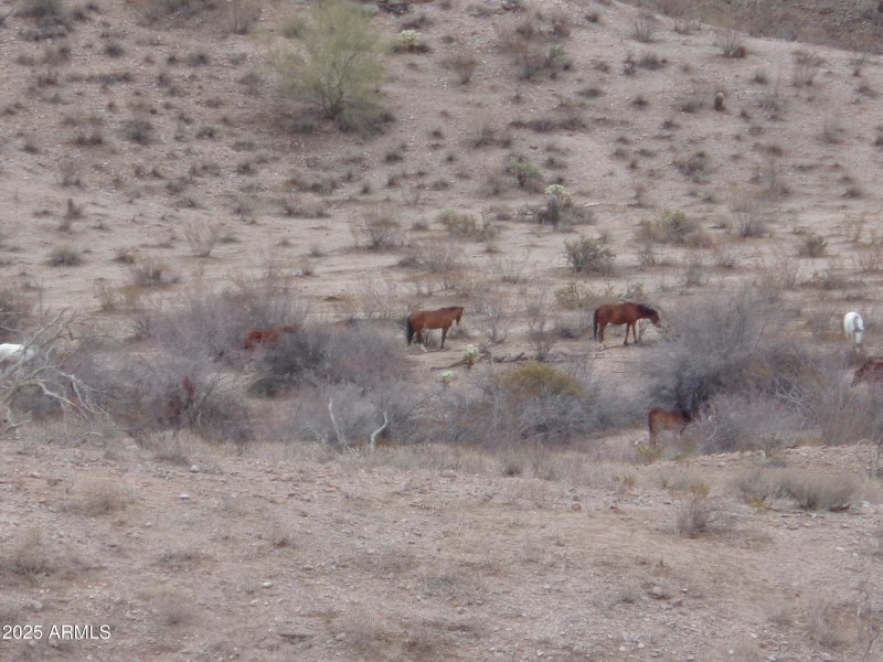Wild horses behind lot (4)