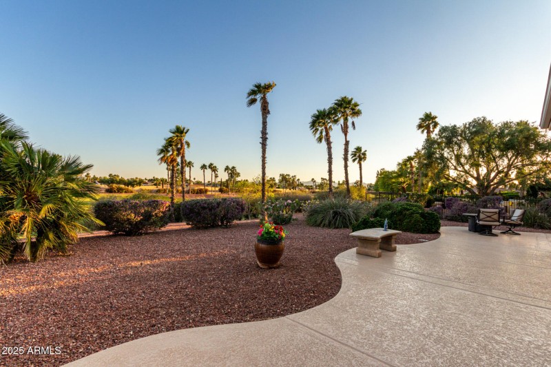 Palm Tree Views