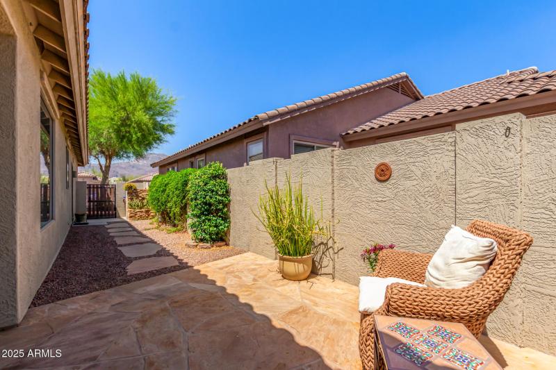 40 - Desert Honeysuckle