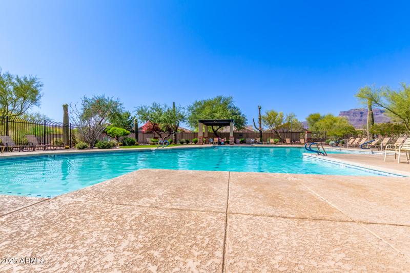 46 - Desert Honeysuckle