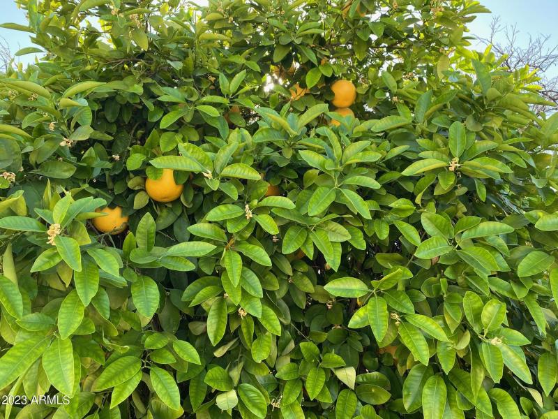 Citrus Tree
