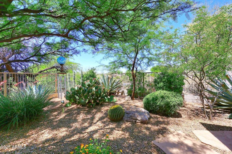 Backyard Cactus Garden