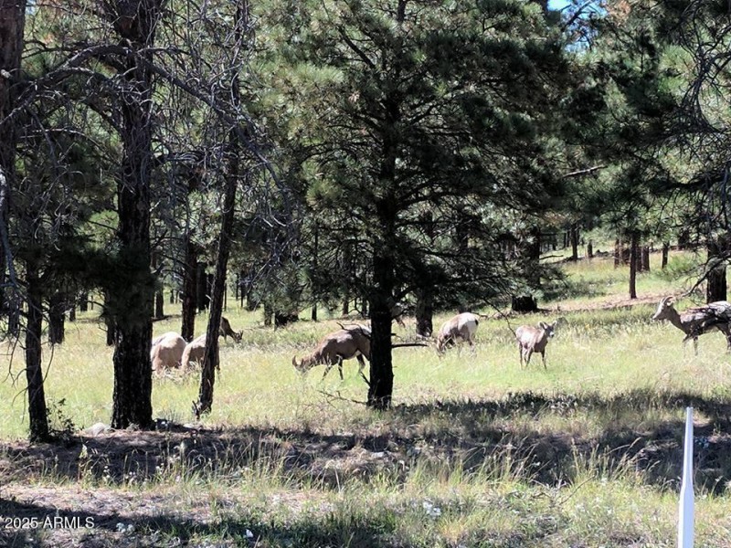 Pinetop Deer