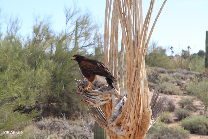 Wildlife hawk