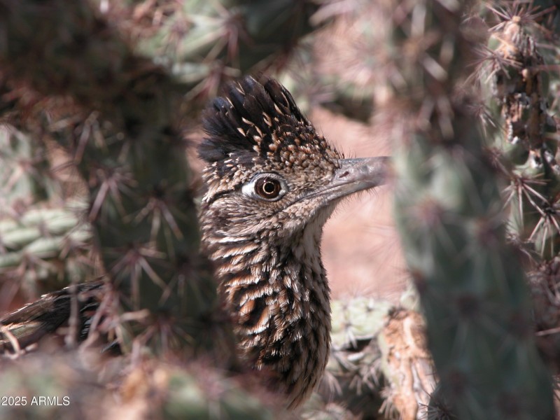 Wildlife roadrunner