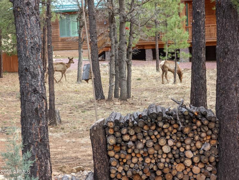 Visitors