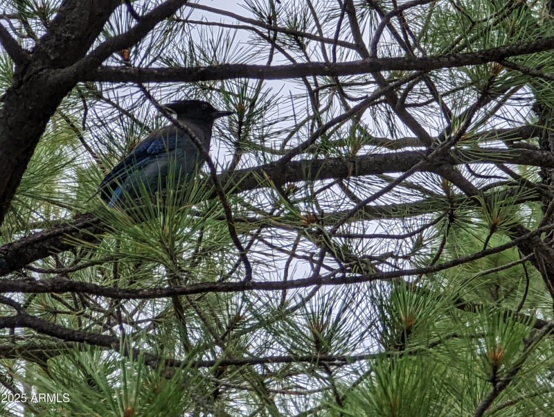 Wildlife