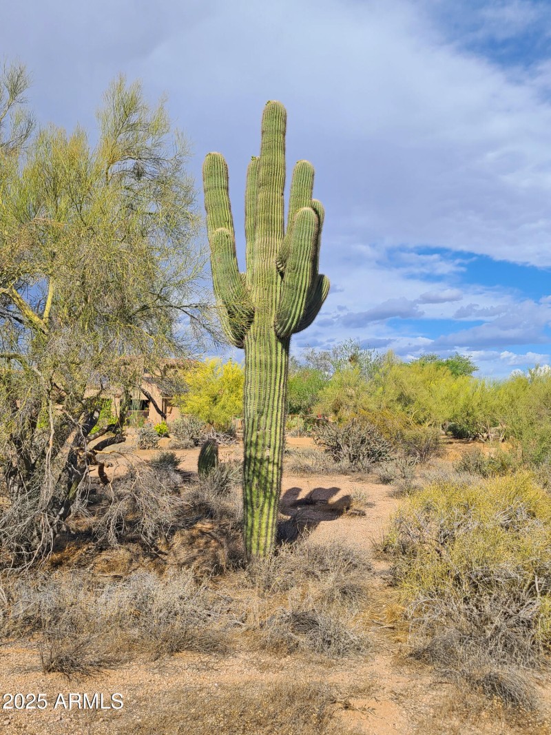 cactus
