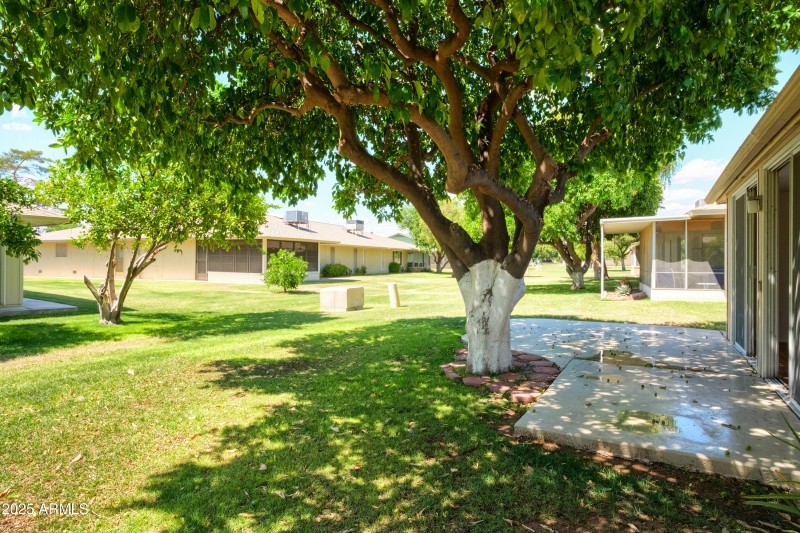 Backyard