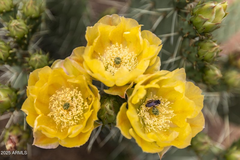 89-Cactus Blooms