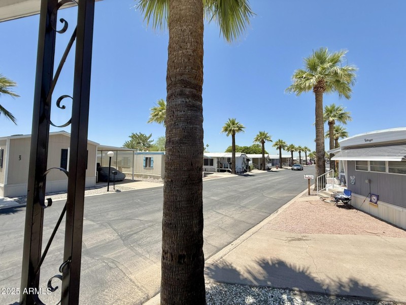 Palm Tree lined street