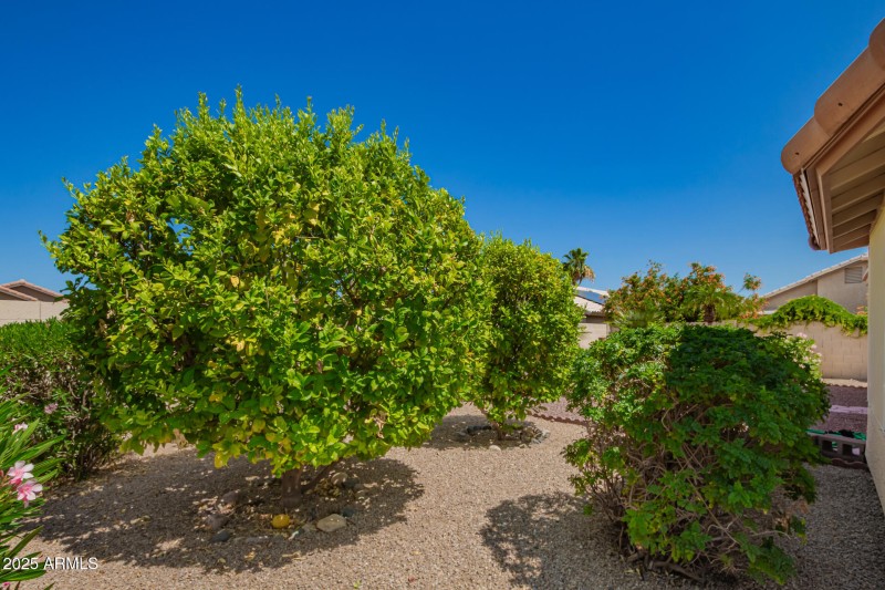Fruit Trees