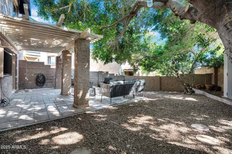Mature Shade Tree
